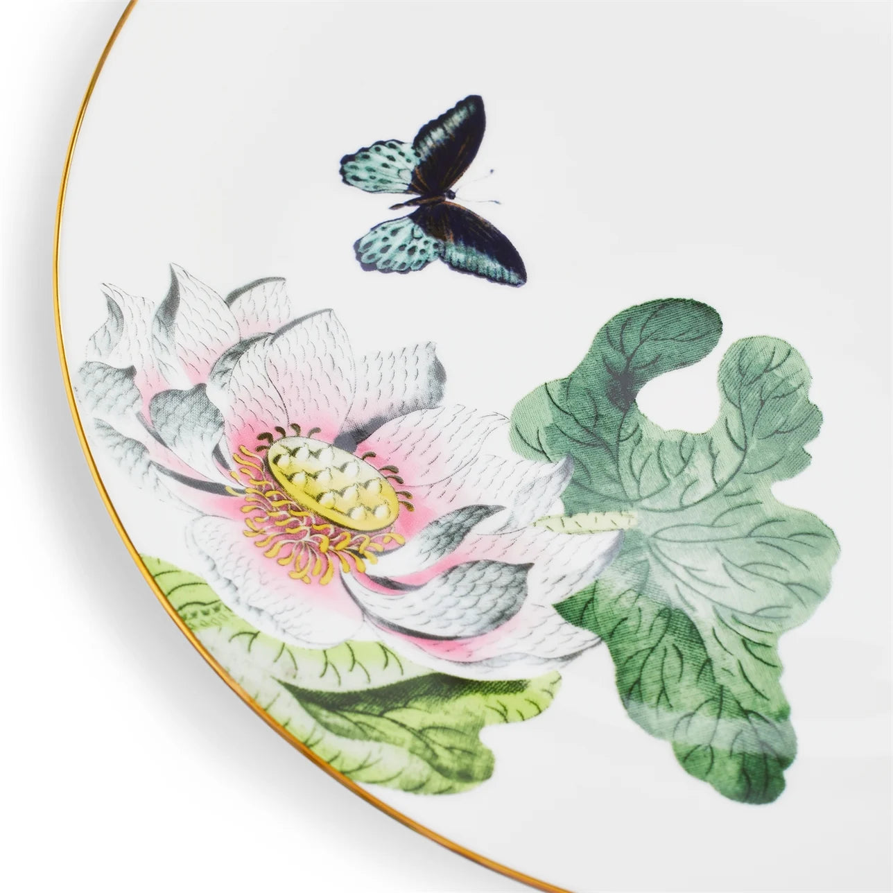 detalle-plato-waterlily-fauna-flora-amazonica